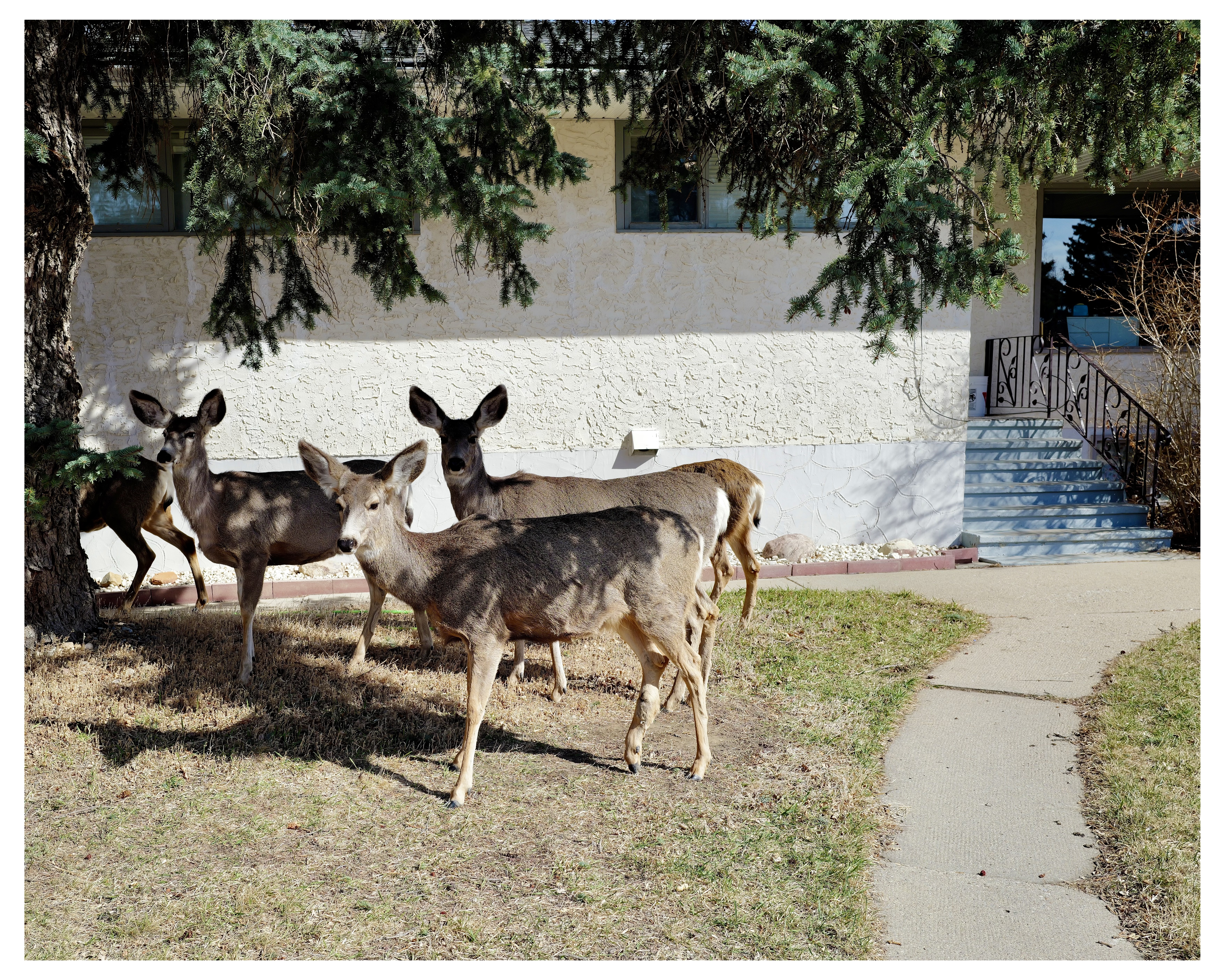 Small herd of deer on the neighbour's lawn