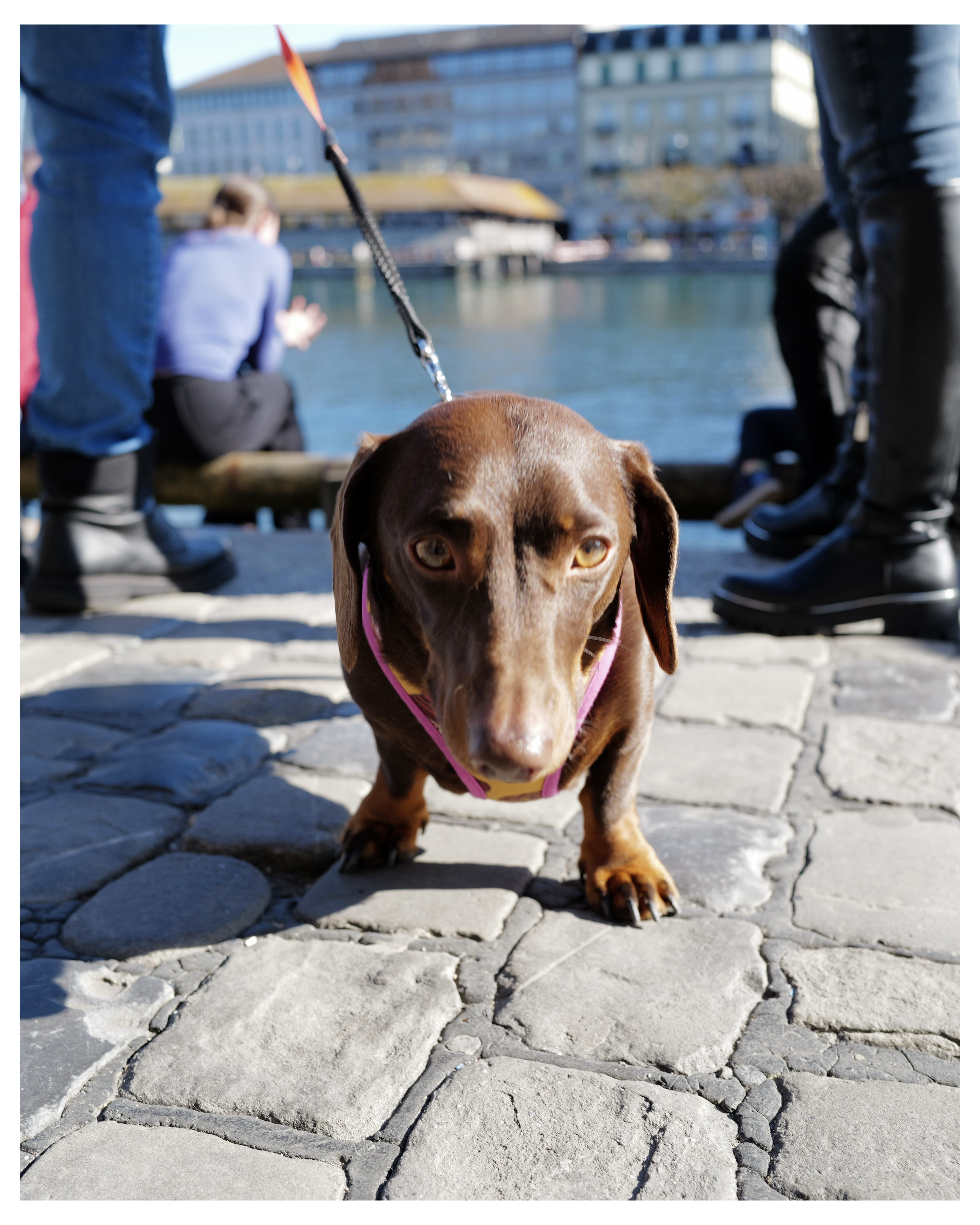 Head on shot of weiner dog in Lucerne.