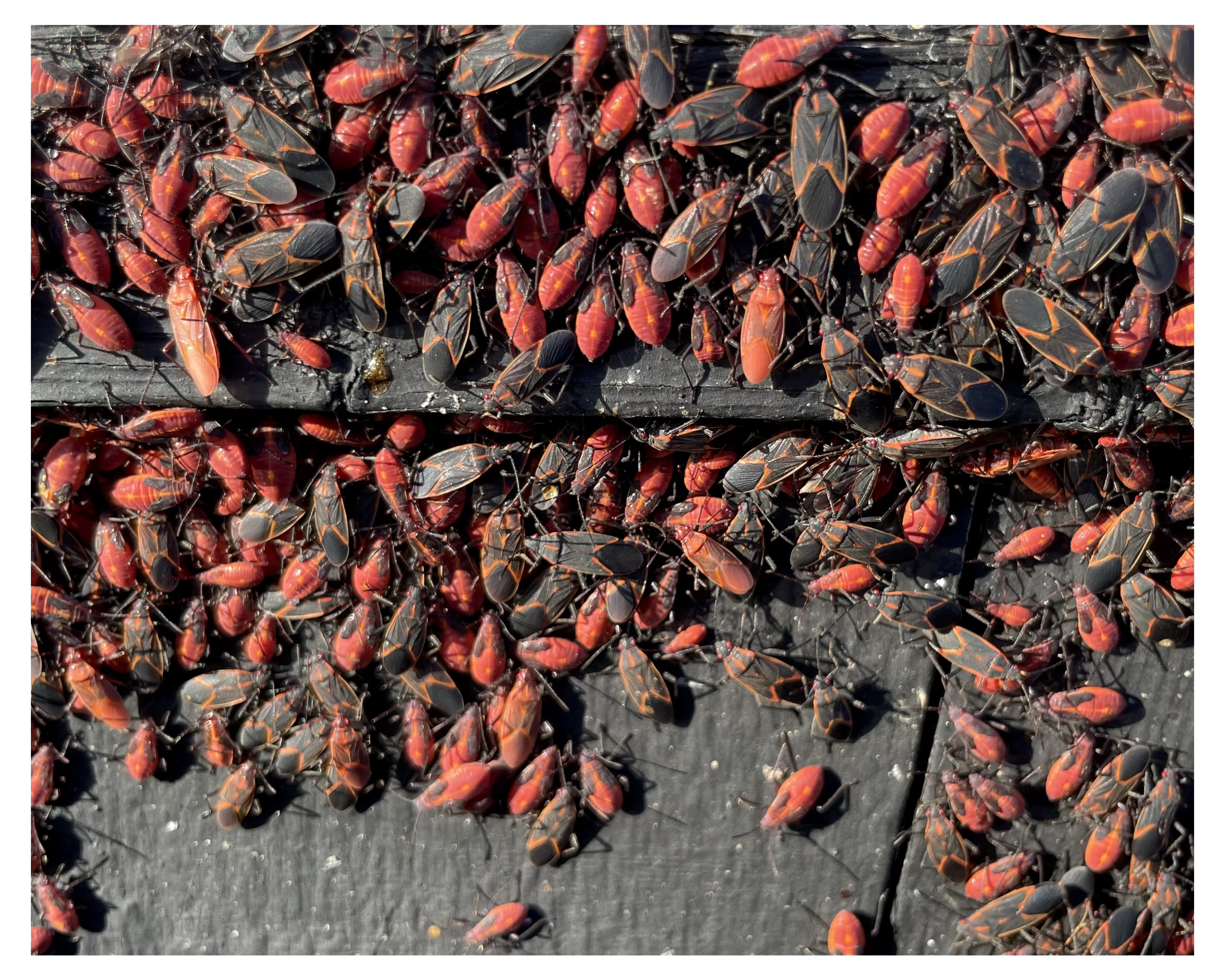 Hundreds of red bugs on a dark painted wood fence.