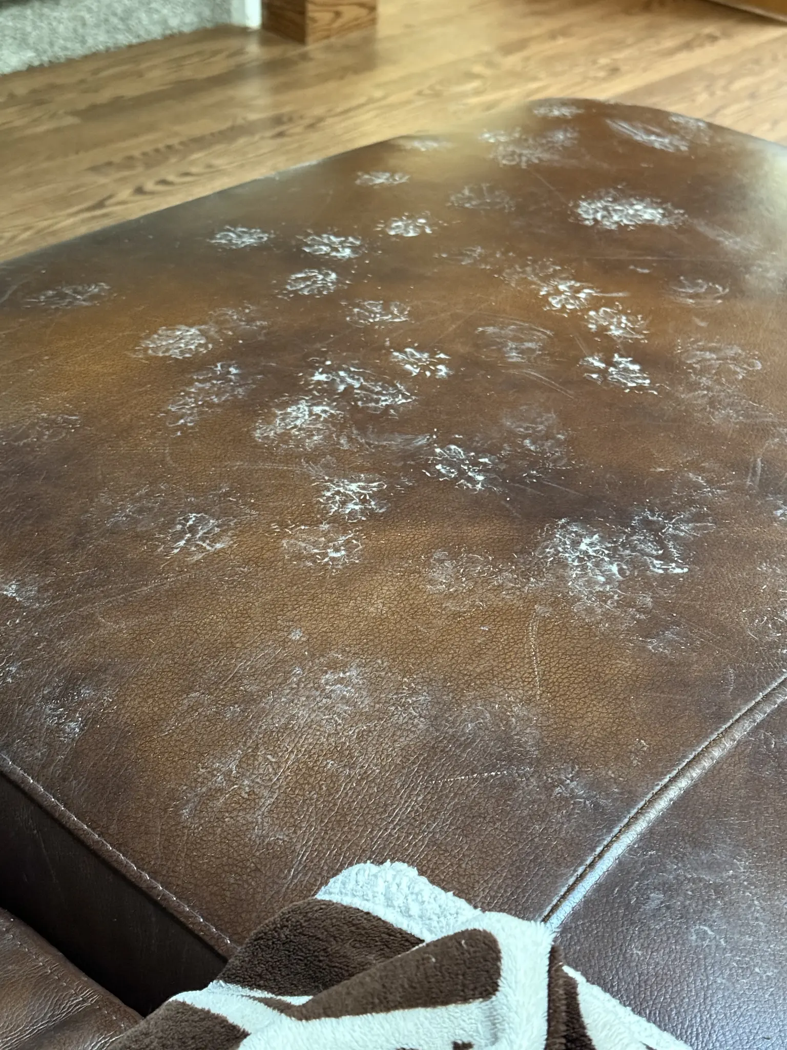 muddy dog foot prints on dark brown leather sofa